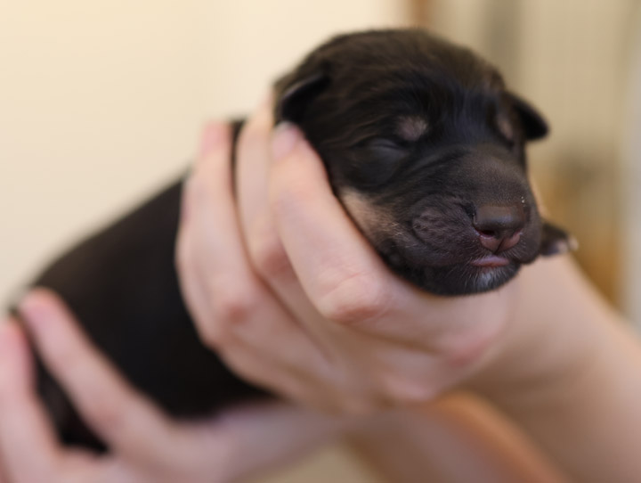 chinook puppy